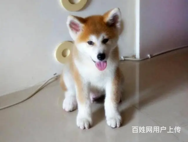 日系秋田犬 纯种秋田犬 价格不菲 非诚勿扰 - 图片 2
