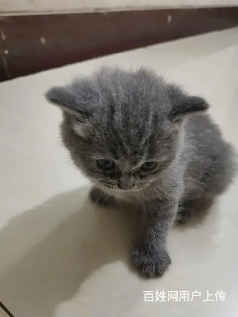 【搞定了！】出售精品蓝猫 - 图片 2