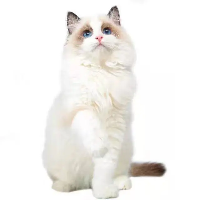 哪里有布偶猫卖的 布偶猫多少钱 布偶猫成年多重 - 图片 1