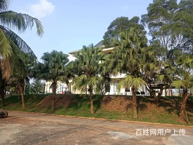 （51旺铺推荐）观澜湖新城对面920平旺铺整租或者分租 - 图片 2