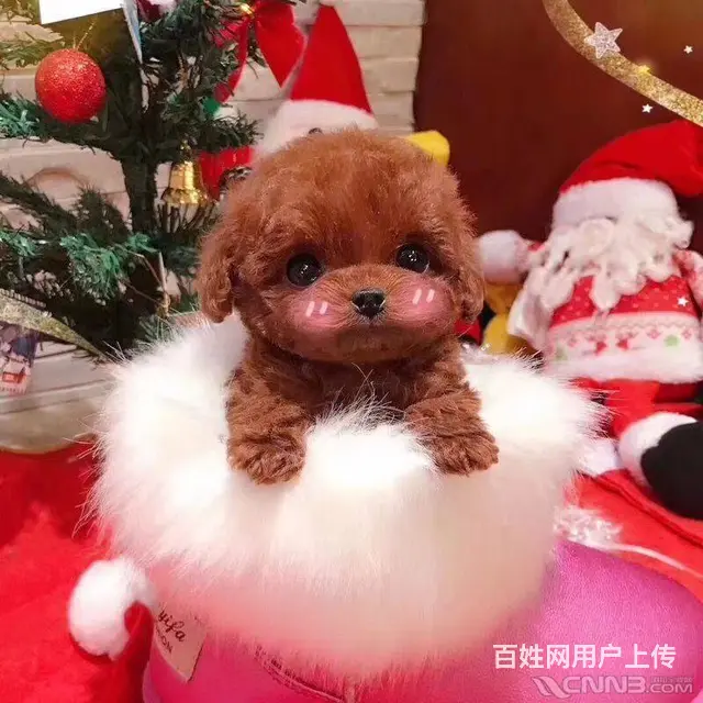 小体泰迪熊 包纯种保健康 送货上门 - 图片 2