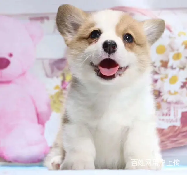 宿州本地柯基犬犬舍，本地柯基犬在哪里 - 图片 9