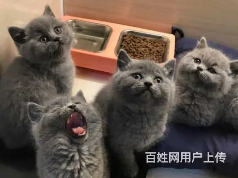 湖州自家繁殖蓝猫大包子 五短身 活泼可爱 - 图片 7