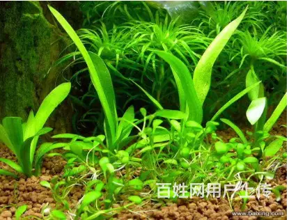 昆明专业鱼缸清洗，鱼缸修复，鱼缸定制，鱼缸搬家 - 图片 9