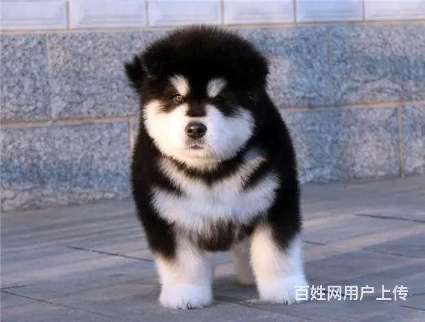 广州纯种阿拉斯加犬价格 狗舍直销 包纯种健康签协议 - 图片 6