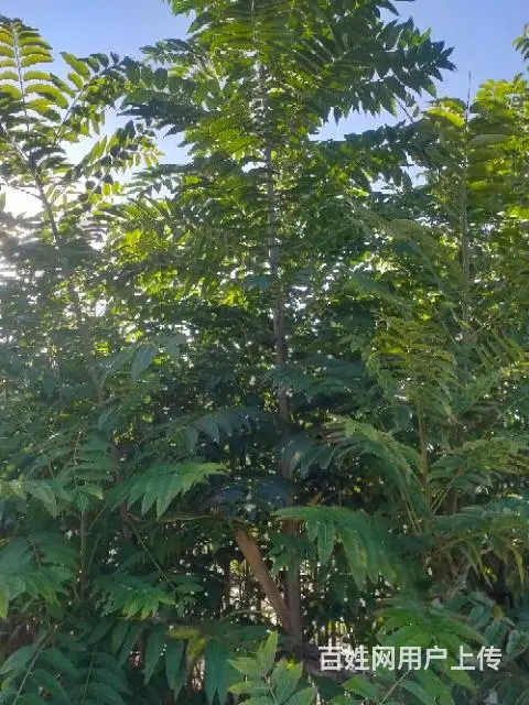 红油香椿树苗∴ - 图片 1