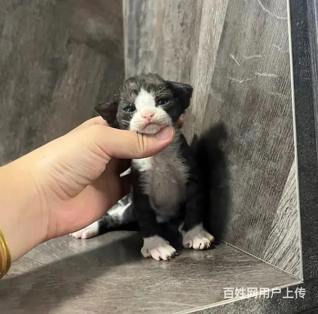 德文卷毛猫对外出售 - 图片 3