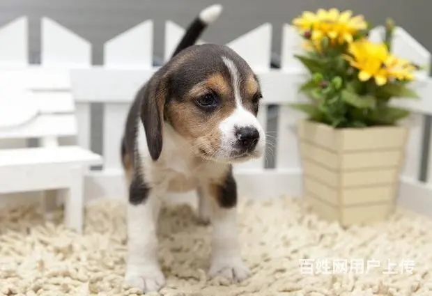 广州买狗首选推荐 正规犬舍 纯种比格犬多只待售 - 图片 12