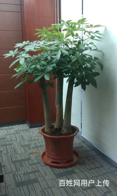 厦门绿植租赁、绿化工程、绿植养护、办公室绿植 - 图片 3