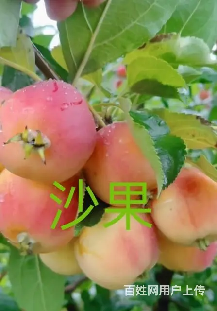果树 - 图片 4
