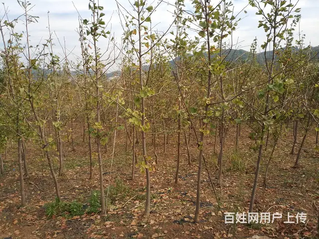 银杏树出售 - 图片 3