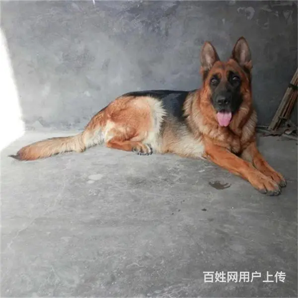 杭州去哪里买德牧靠谱一点 买德牧的靠谱途径 - 图片 4