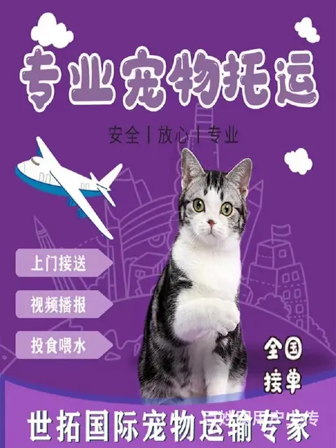 包头周边宠物托运（猫狗活体快递）陆运 空运至全国 - 图片 2