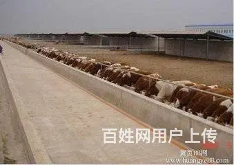 牛场倒闭现出售1000头西门塔尔夏洛莱肉牛，大小育 - 图片 1