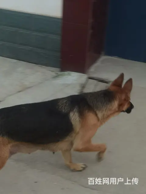 喜欢狼狗的来。工作犬 - 图片 1