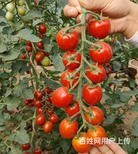 渭南正规釜山88玲珑番茄种子商家电话大全 - 图片 2