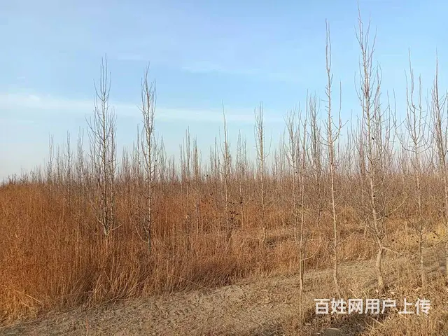 B个人一阿瓦提香梨园对外出售 - 图片 5