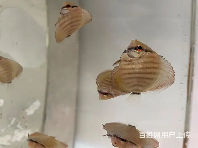 七彩鱼12条打包出售 - 图片 4
