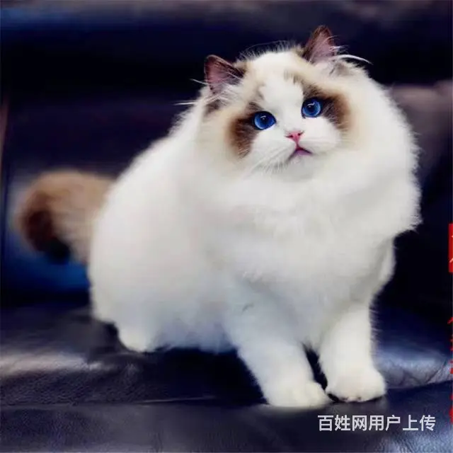 常州自家猫舍繁殖多少钱一只蓝双色布偶猫 - 图片 5
