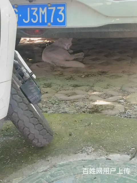 安阳专业的找猫团队，安阳找猫团队，安阳找猫成功率高 - 图片 6
