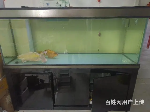 鱼缸出售 - 图片 2