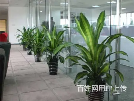 昆山花卉租赁 - 图片 3