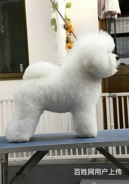 出售纯种比熊犬幼犬 棉花糖宝宝 北京法国比熊犬 - 图片 9
