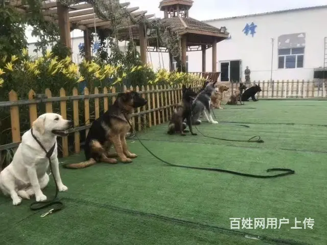 专业宠物训练 行为纠正 护卫犬 影视犬 工作犬训练 - 图片 2