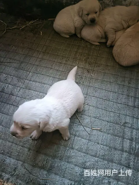 纯种拉布拉多幼犬 - 图片 3