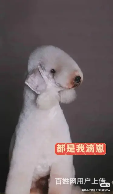 贝林顿梗 - 图片 5
