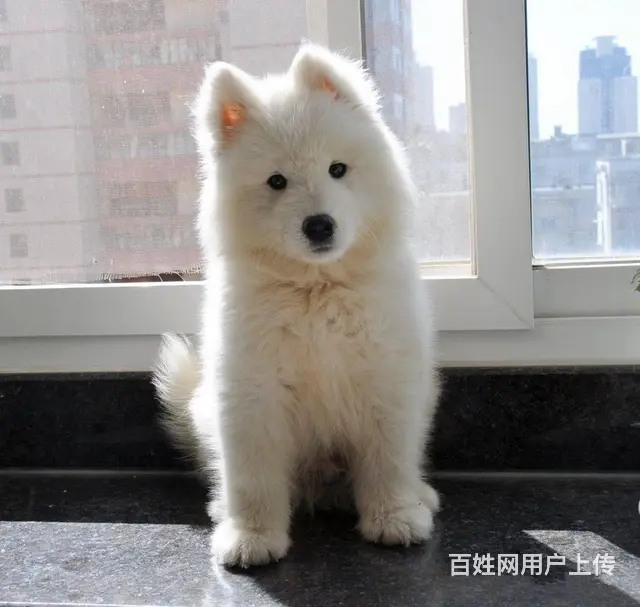 萨摩犬舍 萨摩犬业 萨摩犬 萨摩犬专业养殖基地 萨 - 图片 3