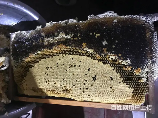 珠海市狗狗学校～狗狗心理行为纠正、训犬场所 - 图片 1