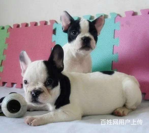 出售赛级血统法国斗牛犬 纯种斗牛幼犬 白色黑色海盗 - 图片 6