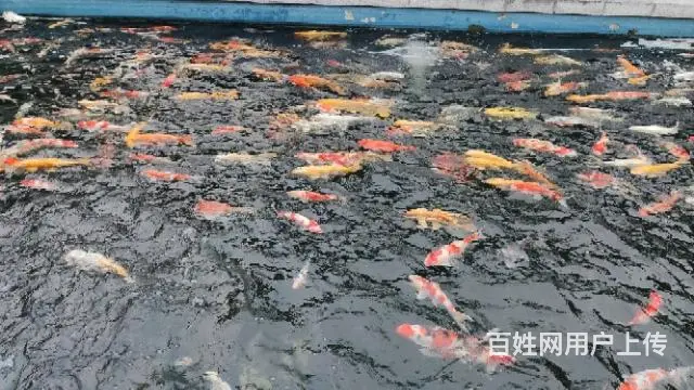 苏州锦鲤鱼批发养殖市场 - 图片 6