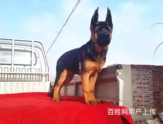 出售双血统锤系德牧cku注册售后可签协议有保障 - 图片 6