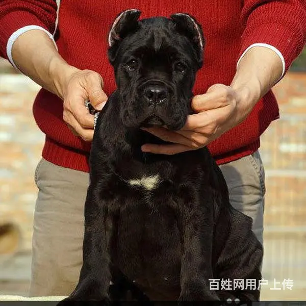 六安 近卡斯罗养殖场- 近卡斯罗养殖场批发价格 - 图片 11