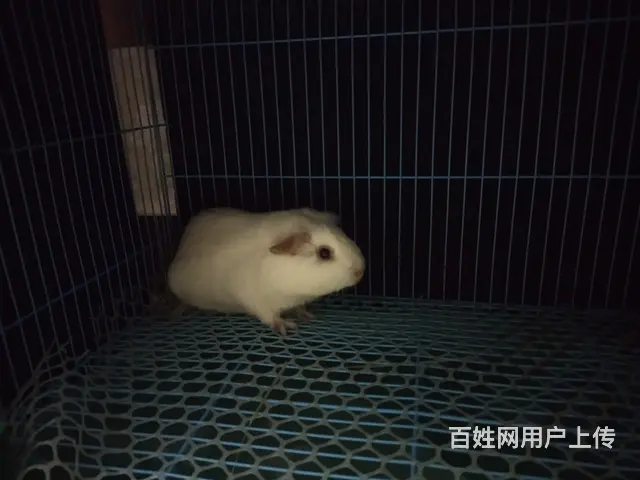 荷兰猪，低价 - 图片