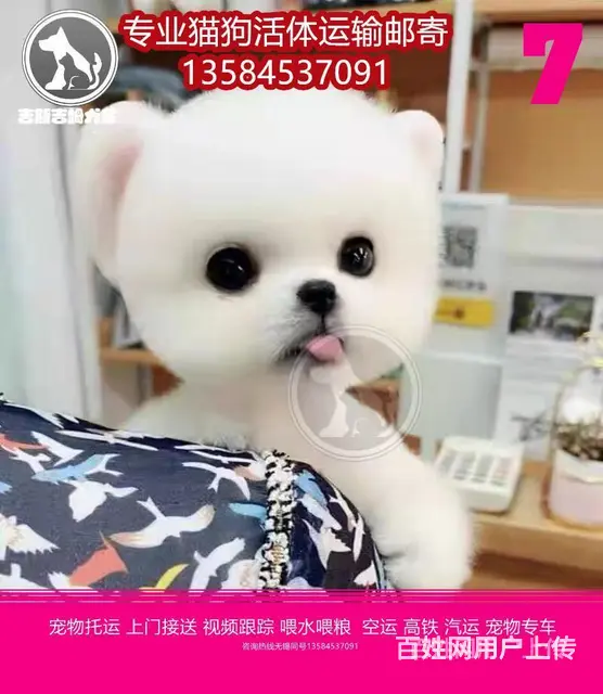 常州市 宠物托运（猫狗柴犬）邮寄快递2022（宠物活体运输) - 图片 1