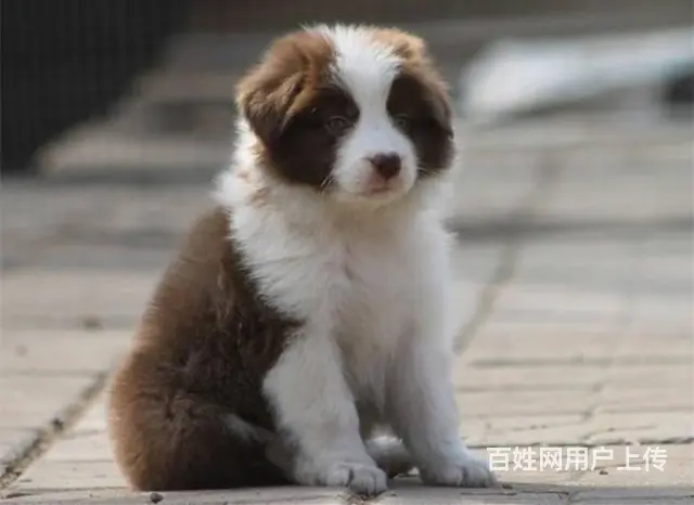 边境牧羊犬 家养边牧犬 纯种边牧幼犬出售 - 图片 1