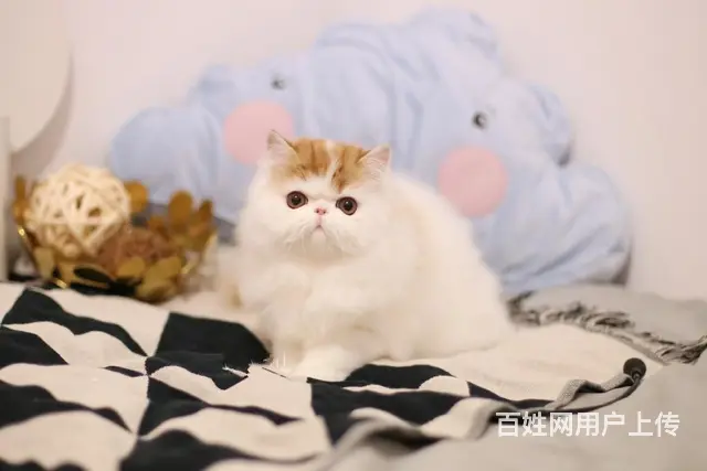 本地哪里有卖加菲猫的 加菲怎么护理 加菲好养吗 - 图片 3