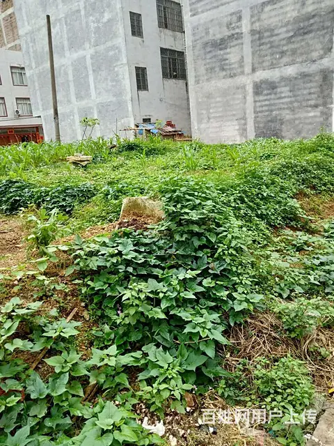 碧桂园附近国有土地岀售 - 图片 1