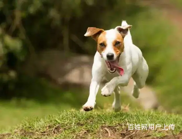 狗狗训练/训犬学校/狗狗教育 - 图片