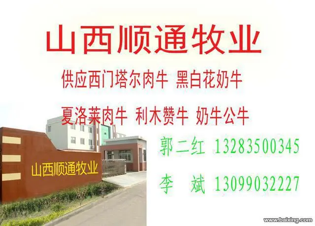 小肉牛批发，小肉牛价格，1500元 - 图片 4