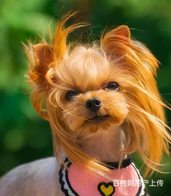 狗狗训练培训教育开发训练训犬师培训 - 图片