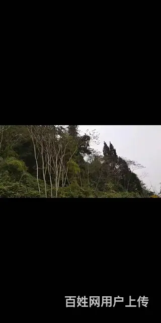 四川资阳市雁江区240亩林地转让 - 图片 5