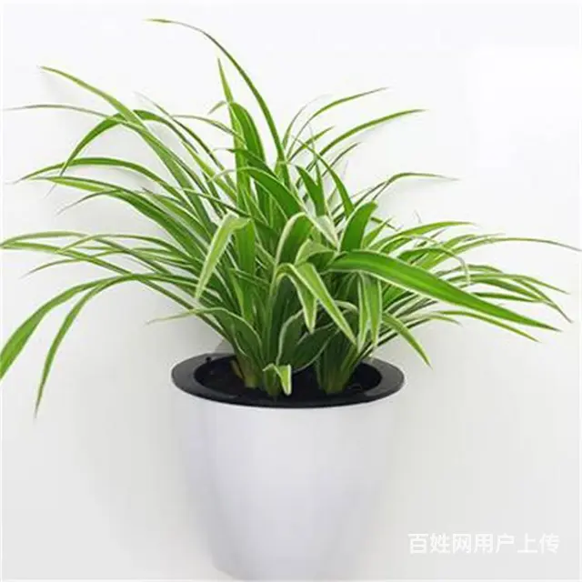 苏州苏小朵绿植租赁 盆栽绿植出租 基地直接配送 - 图片 3