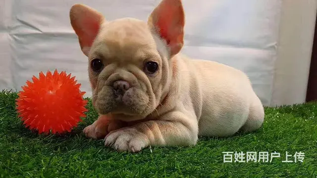 辽阳血统法斗哪里有卖，血统法斗一般多少钱 - 图片 1