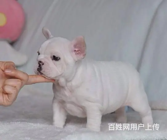 徐州哪里有基地直销高品质法国斗牛犬出售，公母均有多 - 图片 5