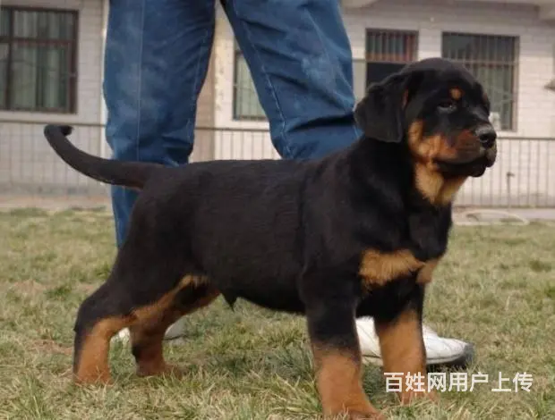 罗威纳幼犬 罗威纳价格 罗威纳怎么卖 - 图片 2