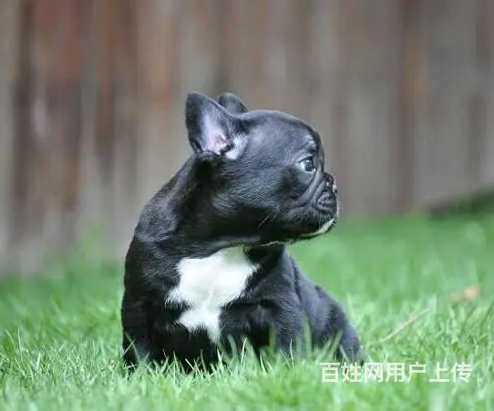 徐州哪里有基地直销高品质法国斗牛犬出售，公母均有多 - 图片 2
